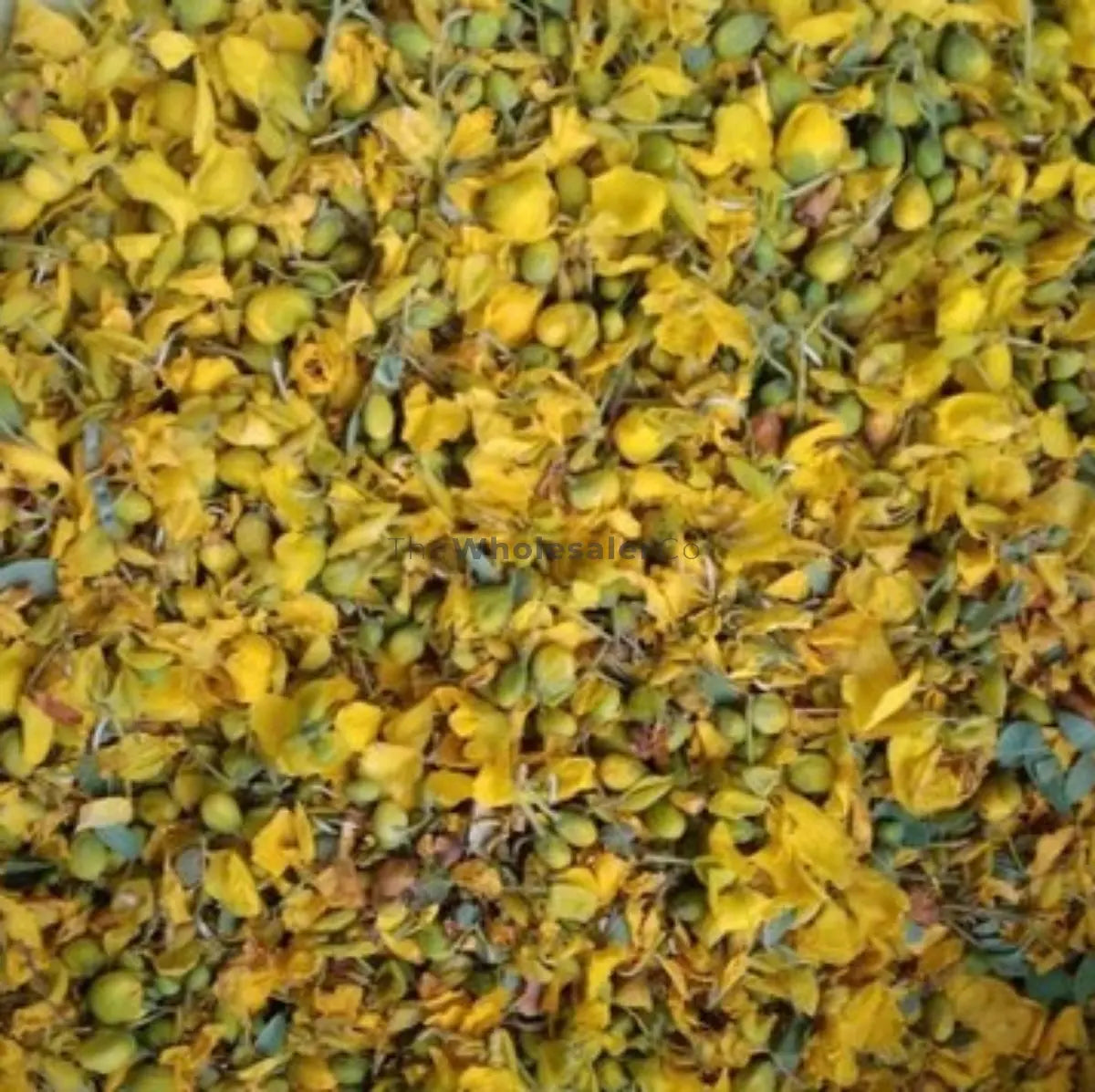 Indian laburnum - Amaltas Flowers - Cassia fistula | TheWholesalerX |
