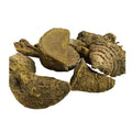 Amba Haldi - Jangli Haldi - Curcuma Aromatica - Wild Turmeric | TheWholesalerX |