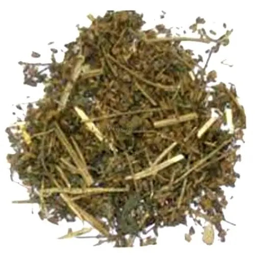 Badranj Boya - Billilotan - Catnip - Nepeta Hindostana | TheWholesalerX