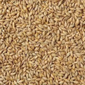 TheWholesalerX-Barley - Jau - Hordeum Vulgare