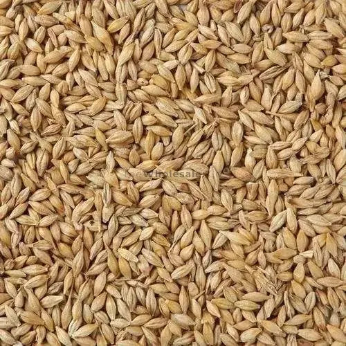 TheWholesalerX-Barley - Jau - Hordeum Vulgare