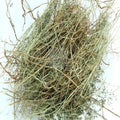 Bhumi Amla- Bhumi Aamla - Bhoomi Awla - Phyllanthus Niruri | TheWholesalerX