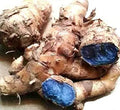 Black Turmeric - Kali Haldi - Nar Kachur - Narkchaur - Curcuma Zerumbet - Zedoary Root | TheWholesalerX