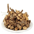 Champawati - Champavati - Plumeria Obtusa | TheWholesalerX