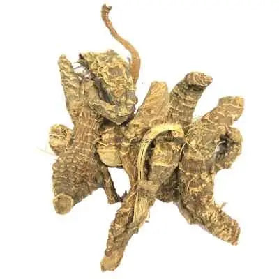 Darunaj - Doronicum hookeri - Leopard’s Bane - Akrabi | TheWholesalerX