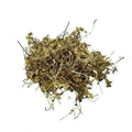 Dronpushpi - Guma - Thumbai - Leucas cephalotes | TheWholesalerX
