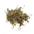 Dronpushpi - Guma - Thumbai - Leucas cephalotes | TheWholesalerX