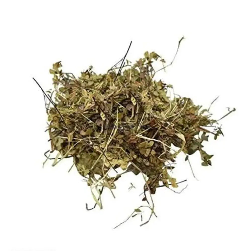 Dronpushpi - Guma - Thumbai - Leucas cephalotes | TheWholesalerX