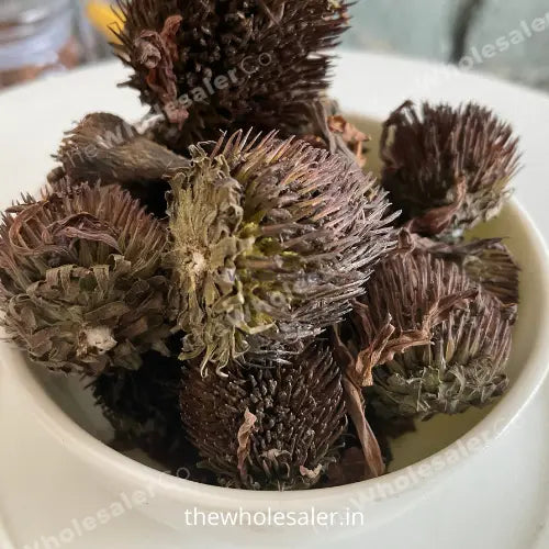 Echinacea - Echinacea purpurea - Purple coneflower - TheWholesalerX