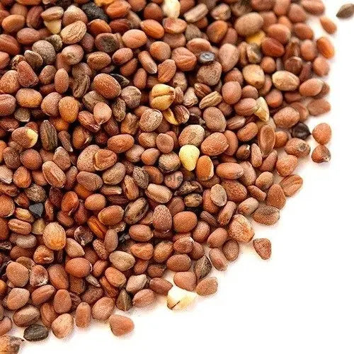 TheWholesalerX-Edible Radish Seeds - Beej Mooli - Beej Muli - Raphanus sativus