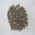 Karanjwa - Sagar Goti - Pongamia Pinnata - Caesalpinia Bonducella - Fever Nuts | TheWholesalerX |