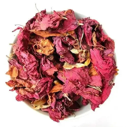 Hibiscus Flower - Hibiscus sinensis - Gudhal Phool - Gudhal Flower | TheWholesalerX