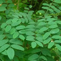 Indigo Leaves - Neel Patti - Indigofera tinctoria | TheWholesalerX