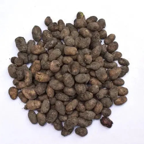 Jamun Guthli - Syzygium Cumini - Eugenia Jambolana Seeds - Blackberry Seeds | Wholesale price - 1 Kg, 5 Kg |