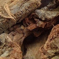 Kachnar Bark - Kachnaar Chaal - Kanchnar Chhal - Bauhinia variegata | TheWholesalerX