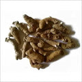 Kachur - White Turmeric - Curcuma Zedoaria | TheWholesalerX
