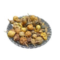 Kateri Fruit - Katehli Fal - Solanum Xanthocarpum - Bhatkatiya - Kantakari | TheWholesalerX
