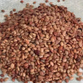 Kulthi Dal - Horse Gram - Gahat Dal - Dolichos biflorus | TheWholesalerX