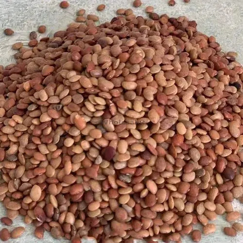 Kulthi Dal - Horse Gram - Gahat Dal - Dolichos biflorus | TheWholesalerX