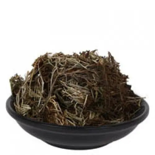 Mayur Shikha - Adiantum caudatum - Peacock Tail - Mor Shika | TheWholesalerX