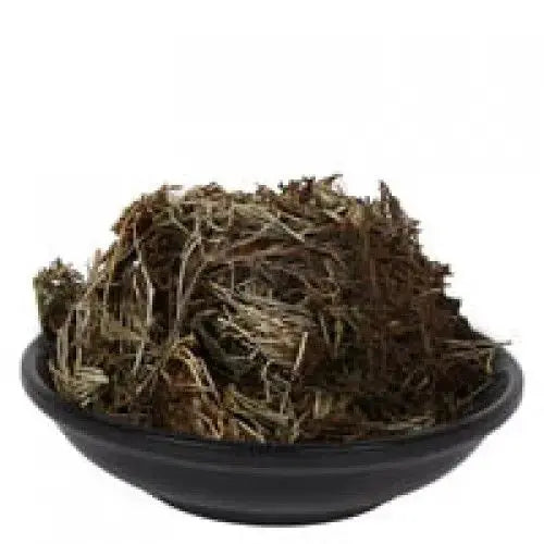 Mayur Shikha - Adiantum caudatum - Peacock Tail - Mor Shika | TheWholesalerX