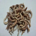 Nakhoona - Nakhuna - Trigonella Uncata - Crescent Legnum | TheWholesalerX