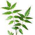 Neem Leaves - Neem Niboli - Azadirachta Indica - Neem patti | TheWholesalerX |