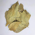 Parijat Patta - Harshringar Patta - Parijaat Leaves - Nyctanthes Arbor-Tristis - Night Jasmine | TheWholesalerX |