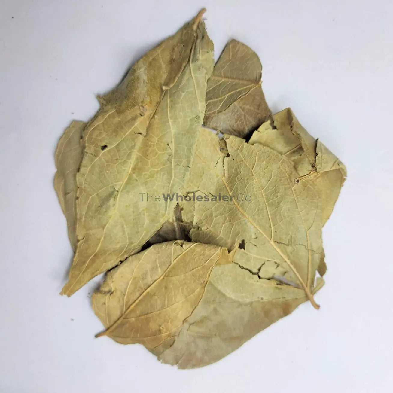 Parijat Patta - Harshringar Patta - Parijaat Leaves - Nyctanthes Arbor-Tristis - Night Jasmine | TheWholesalerX |