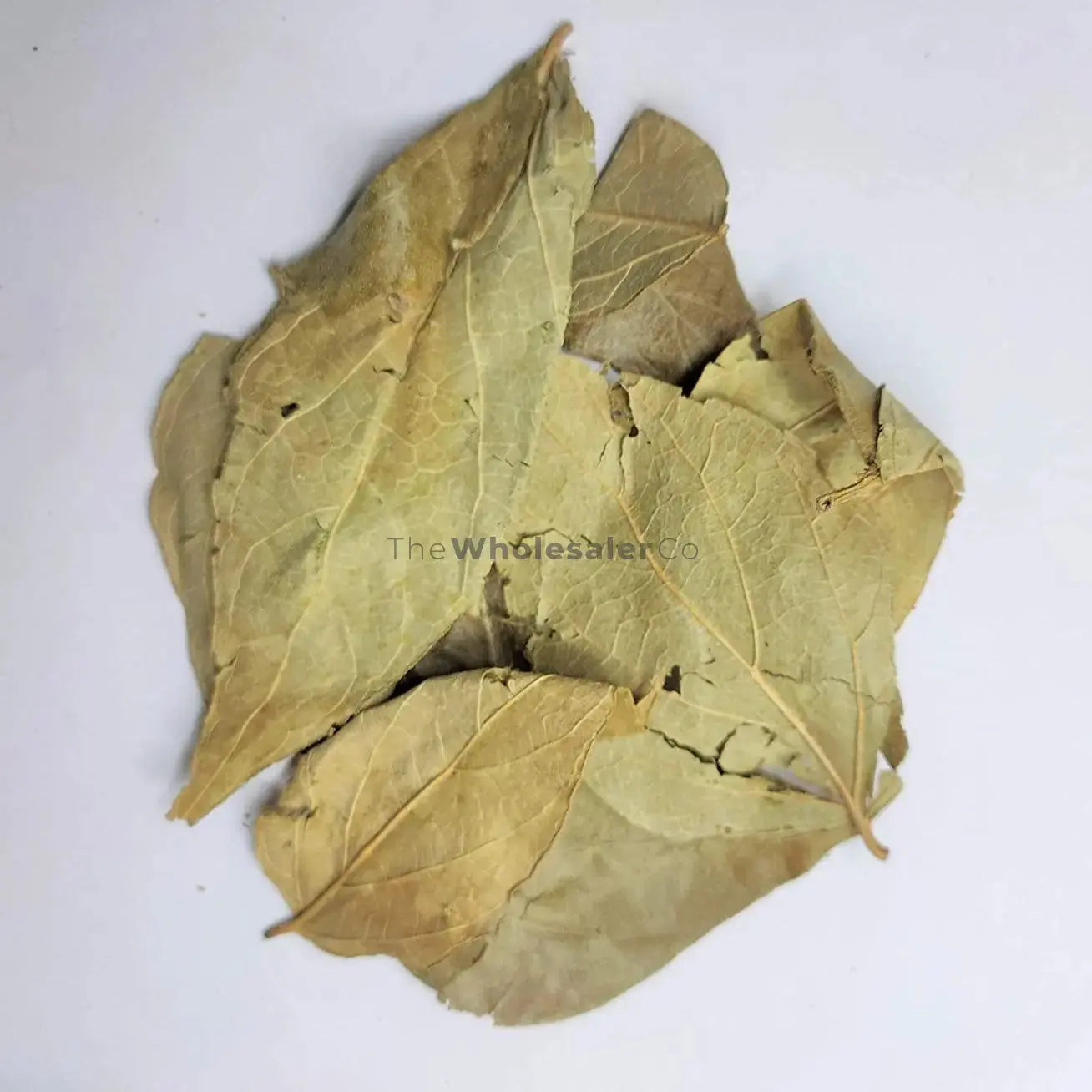 Parijat Patta - Harshringar Patta - Parijaat Leaves - Nyctanthes Arbor-Tristis - Night Jasmine | TheWholesalerX |