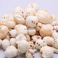 Phool Makhana - Fox Nuts - Lotus Seeds - Euryale ferox - Puffed | TheWholesalerX |