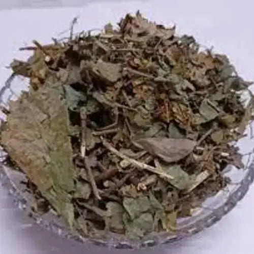 Prishat Parni - Prishtparni - Prisht Parni - Uraria Picta | TheWholesalerX