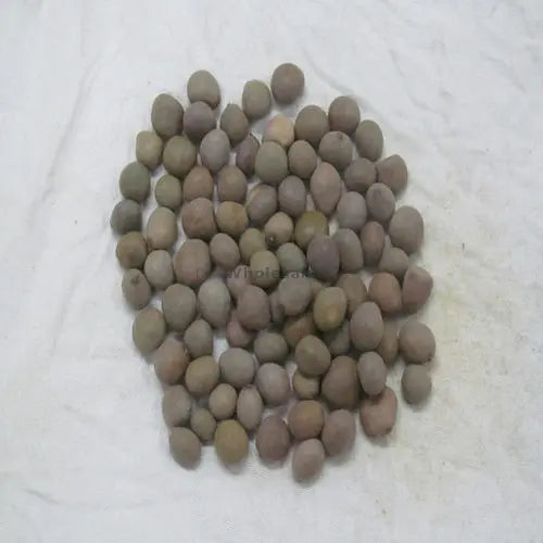 Karanjwa - Sagar Goti - Pongamia Pinnata - Caesalpinia Bonducella - Fever Nuts | TheWholesalerX |