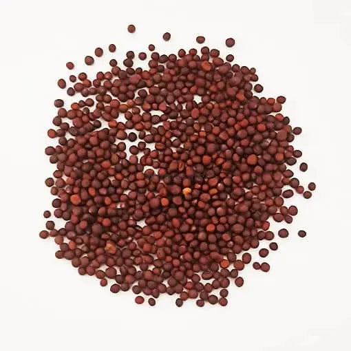 TheWholesalerX-Turnip Seeds - Shalgam Beej - Shaljam Seeds - Brassica rapa Linn